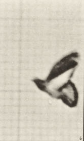 Plate 756 Pigeon flying — figure reference